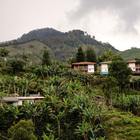 Κορωνοϊός: S.O.S από τους παραγωγούς καφέ στην Κολομβία - Δεν υπάρχουν εργατικά χέρια για να μαζέψουν τον καρπό