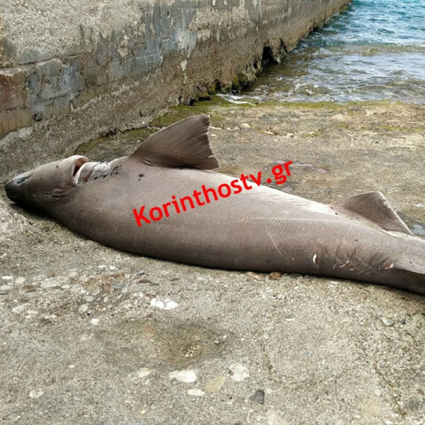 Σε παραλία της Κορίνθου εκβράστηκε καρχαρίας 2 μέτρων