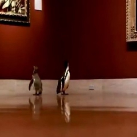 Πιγκουίνοι μπροστά από πίνακες στο Nelson Atkins Museum of Art