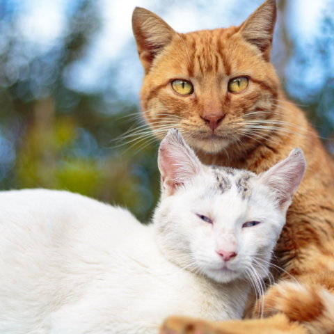 Γάτες φωτογράφος Γιώργος Βερναδάκης