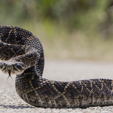 Δύο φίδια χρησιμοποίησε σύζυγος στην Ινδία για να σκοτώσει τη γυναίκα του