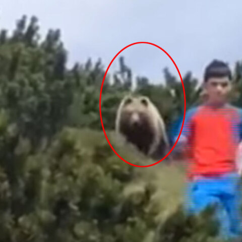 Πώς ένα παιδί στην Ιταλία έμεινε ψύχραιμο, έχοντας απέναντί του μια αρκούδα