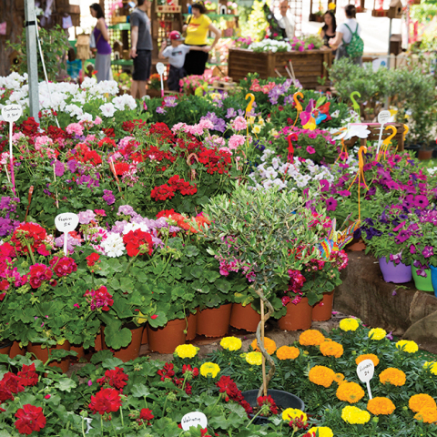 66η Ανθοκομική Έκθεση Κηφισιάς: Στις 29 Μαΐου εγκαινιάζεται η γιορτή των λουλουδιών