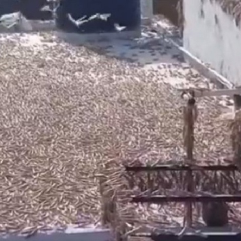 Ακρίδες στην Ινδία 