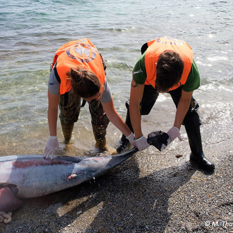 Οι δολοφονίες θαλάσσιων θηλαστικών στο Αιγαίο συνεχίζονται