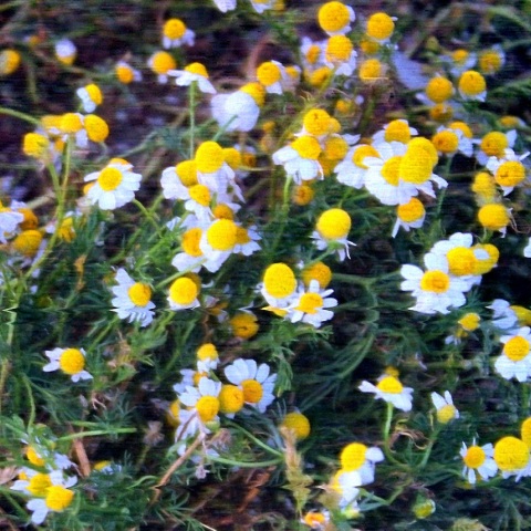 My Wet Calvin, μόλις κυκλοφόρησαν το «Χαμομήλι» στην Inner Ear Records