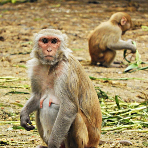 Αγέλη πιθήκων, Ινδία