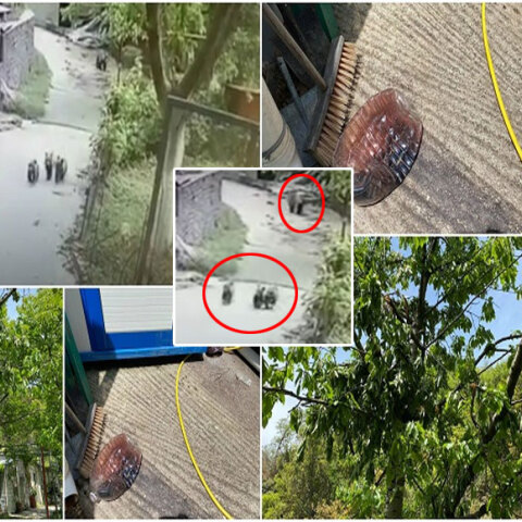 Μέτσοβο: Αρκουδάκια μπήκαν με τη μαμά τους σε αποθήκη και δοκίμασαν τσίπουρο και κρασί