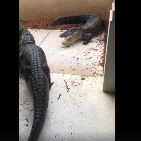 Αλιγάτορας