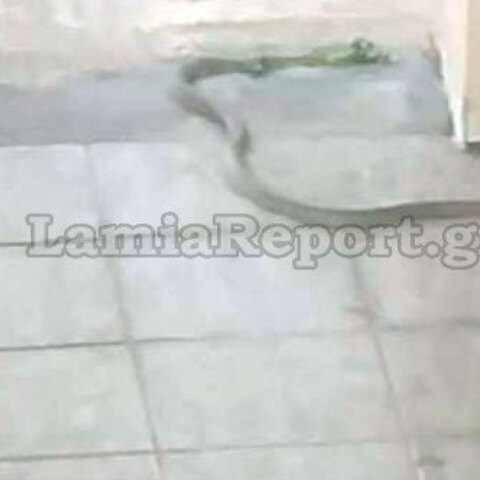 Φίδι στην πιλοτή πολυκατοικίας στη Λαμία