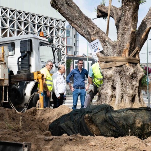 Αιωνόβιες ελιές στην Ιερά οδό