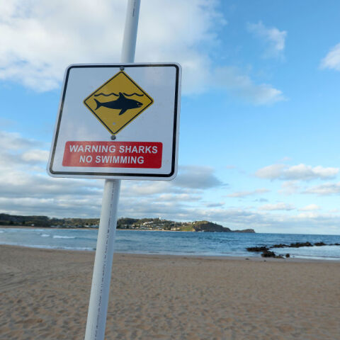 Αυστραλία: Καρχαρίας άρπαξε από το πόδι και σκότωσε 60χρονο σέρφερ στα ανοιχτά πολυσύχναστης παραλίας