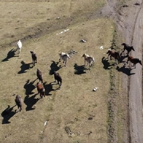 Άγρια άλογα