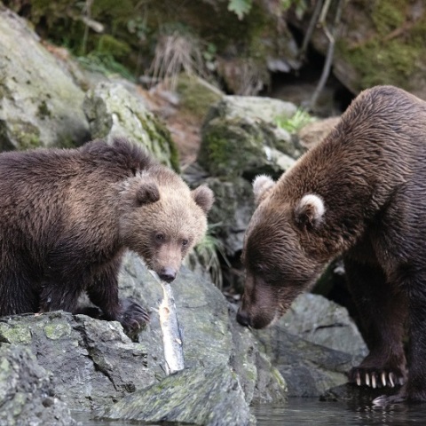 Δύο αρκούδες