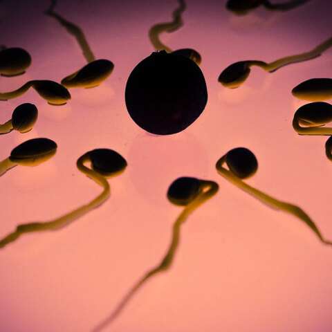 Ωάριο - σπερματοζωάριο