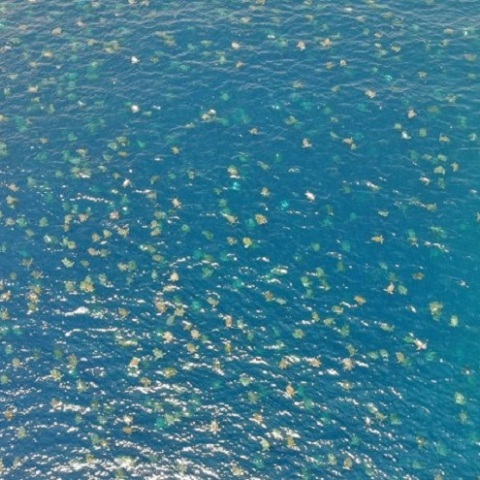 Θαλάσσιες Χελώνες