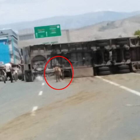 Ανατροπή φορτηγού που μετέφερε αγελάδες στην Εγνατία Οδό