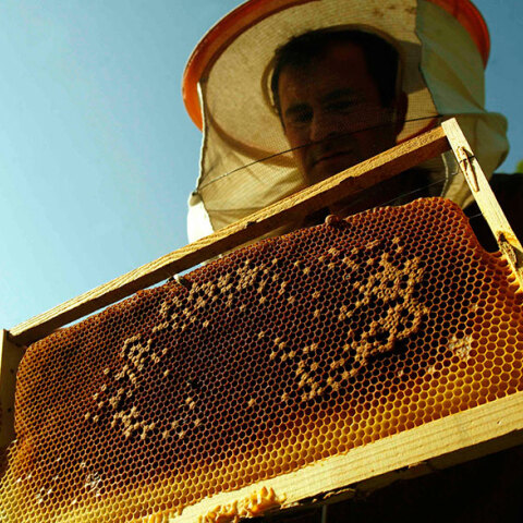 Μελισσοκόμος 