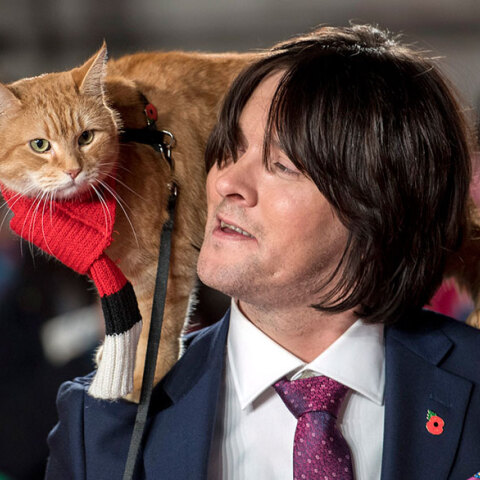 Ο γατούλης Μπομπ