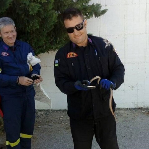 Φίδι στην αυλή δημοτικού σχολείου στην Κρήτη - Το απομάκρυναν πυροσβέστες