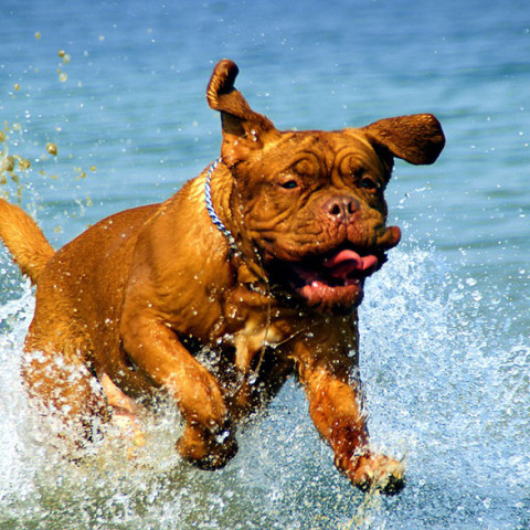 Σκύλος - καλοκαίρι