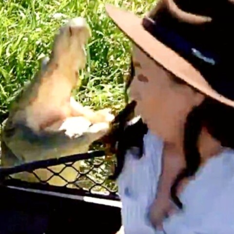 Επίθεση κροκόδειλου σε δημοσιογράφο