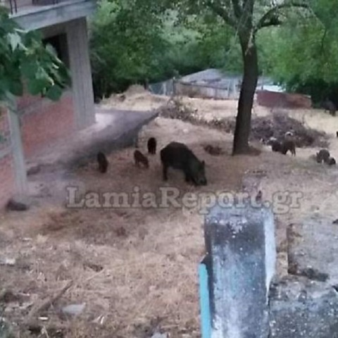 Αγριογούρουνα