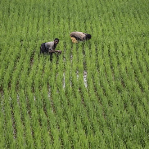 Η γεωργία «μηδενικών αποβλήτων» κερδίζει έδαφος στην Αφρική 