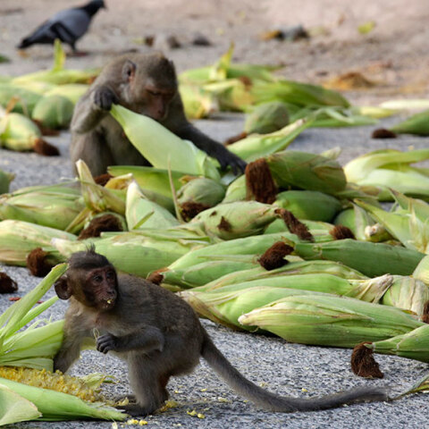 Ταϊλάνδη, μακάκοι