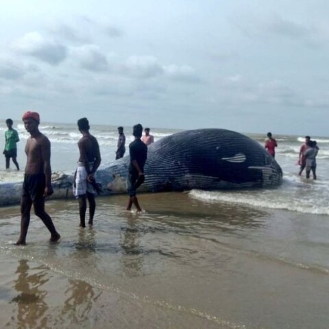 Νεκρή Φάλαινα