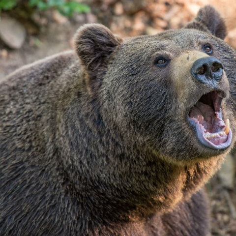 Συνάντηση με αρκούδα: Πώς μπορούμε να αποτρέψουμε ενδεχόμενη επίθεση