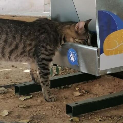 O δήμος Αθηναίων θα τοποθετήσει νέες ταΐστρες για αδέσποτα ζώα 