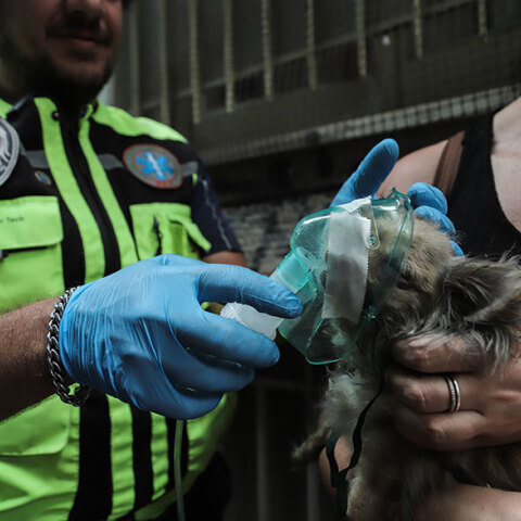 Πυροσβέστες έσωσαν σκύλο, ο οποίος παγιδεύτηκε σε φλεγόμενο διαμέρισμα στην Αθήνα