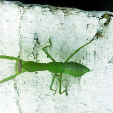 Η Λιβελούλα και ο Μάντις 