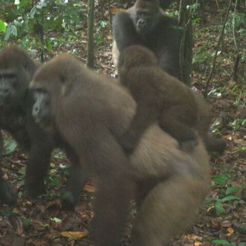 Γορίλας Cross River