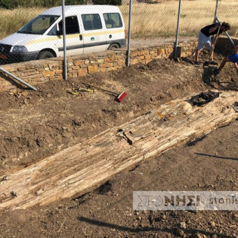 Κορμός απολιθωμένου δέντρου