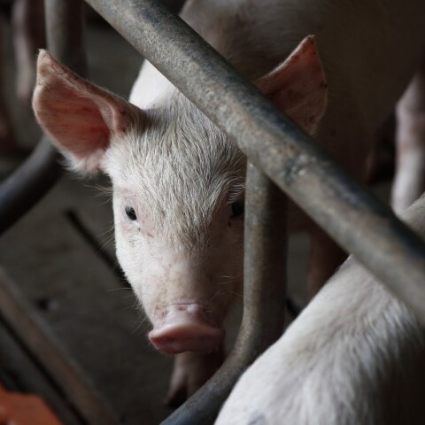 Κορωνοϊός: Μελέτη για τη μετάδοσή του σε κοτόπουλα και χοίρους