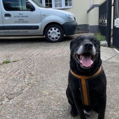 «Mε άφησαν γιατί δεν έχω μάθει να είμαι καλός»: Εγκατέλειψαν ηλικιωμένο σκύλο αφήνοντας σημείωμα στο Κεντ της Αγγλίας