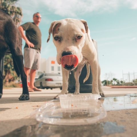 Αδέσποτα στην Αίγινα