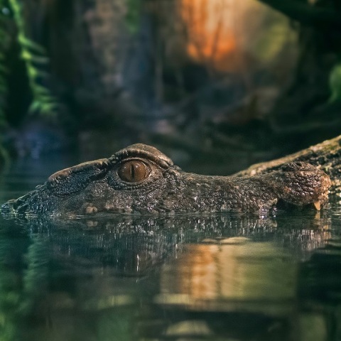 Κροκόδειλος