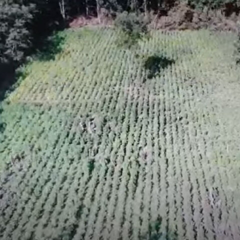 Φυτεία με 13.852 δενδρύλλια κάνναβης σε ορεινή περιοχή στα Γρεβενά