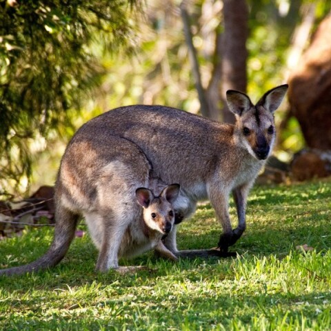 ΗΠΑ: Καγκουρό πήρε τους δρόμους στη Φλόριντα