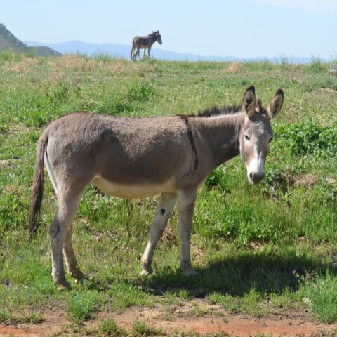 Λάρισα: Πρόστιμο 3.500 ευρώ σε 40χρονο για κακοποίηση μουλαριών