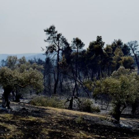 Φωτιά στην Κορινθία 