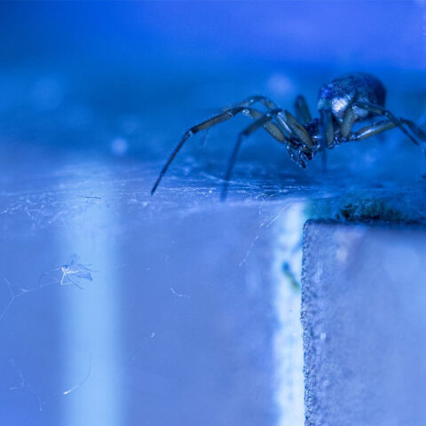 Μαύρη αράχνη: Η «μαύρη» χήρα με το δηλητήριο που προκαλεί έντονο πόνο ακόμα και παραισθήσεις