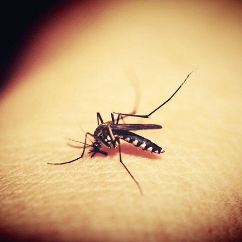 Ιός του Δυτικού Νείλου στην Ελλάδα: Ένας νεκρός και 10 κρούσματα