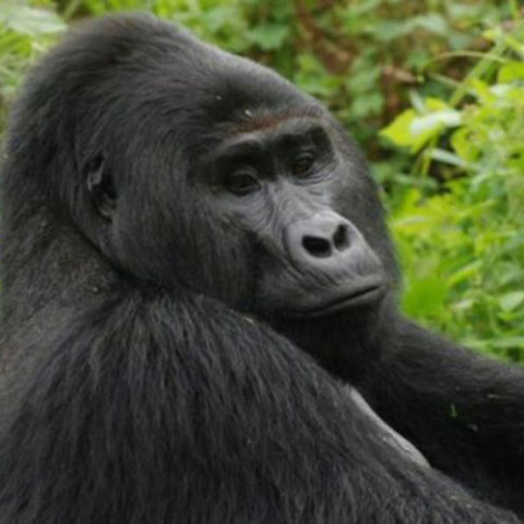 Ο Ραφίκι εκτιμάται πως ήταν 25 ετών 