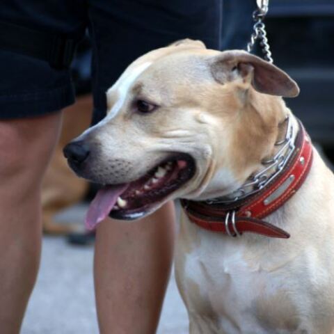 Ανοιχτή επιστολή από 120 φιλοζωικές οργανώσεις