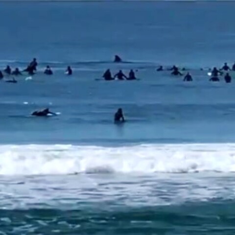 Σίδνεϊ: Δύο φάλαινες έκαναν βόλτες γύρω από σέρφερ (video)