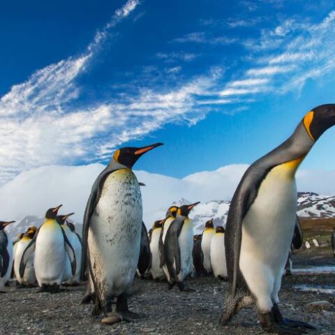 Αυτοκρατορικοί πιγκουίνοι